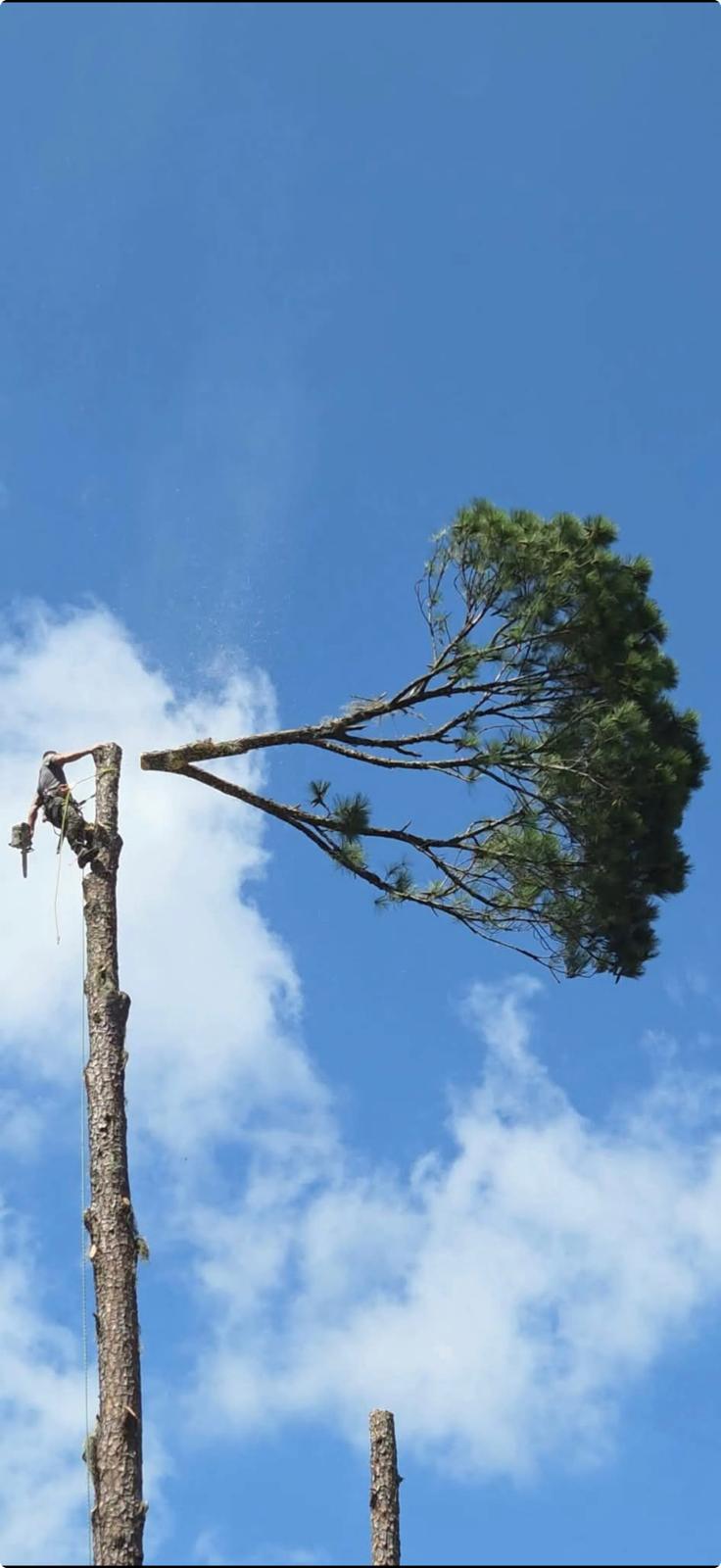 Limpeza de terreno